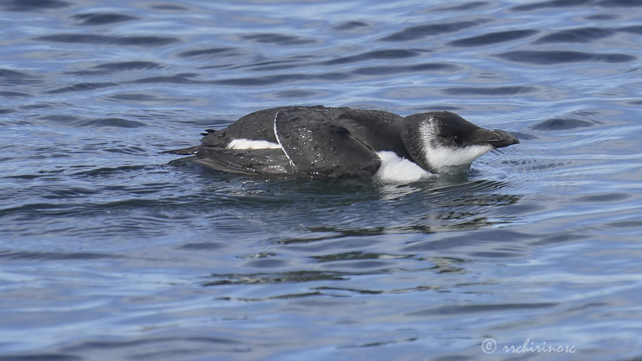 Razorbill