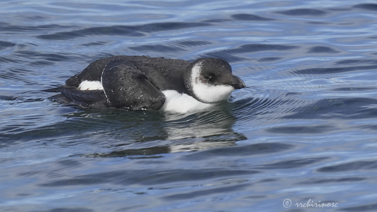 Razorbill