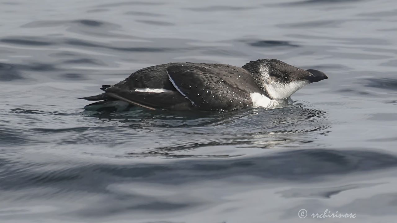 Razorbill