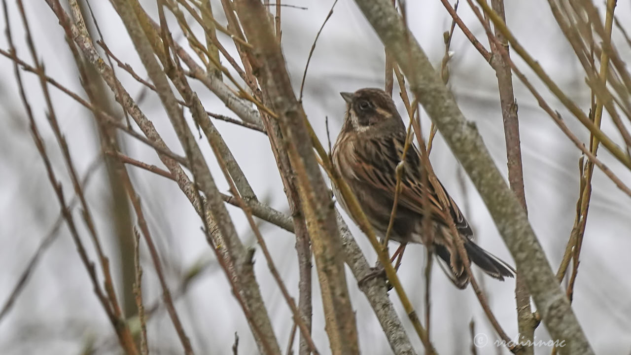 Little bunting