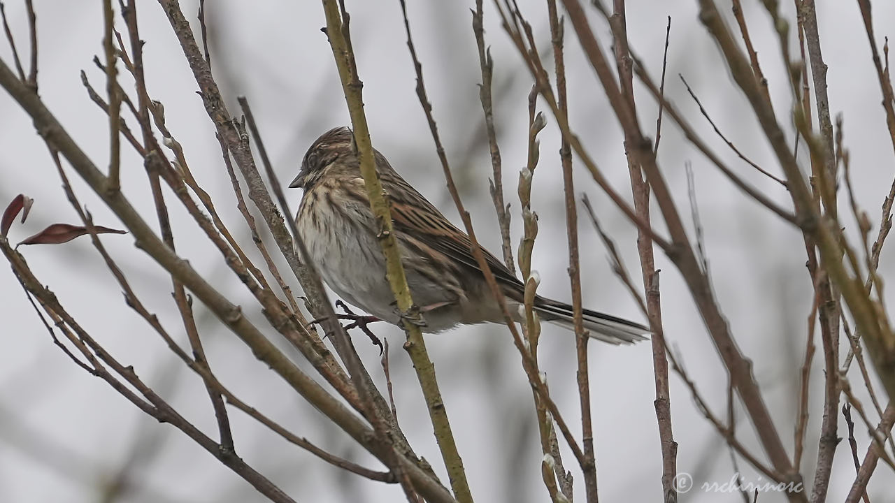 Little bunting