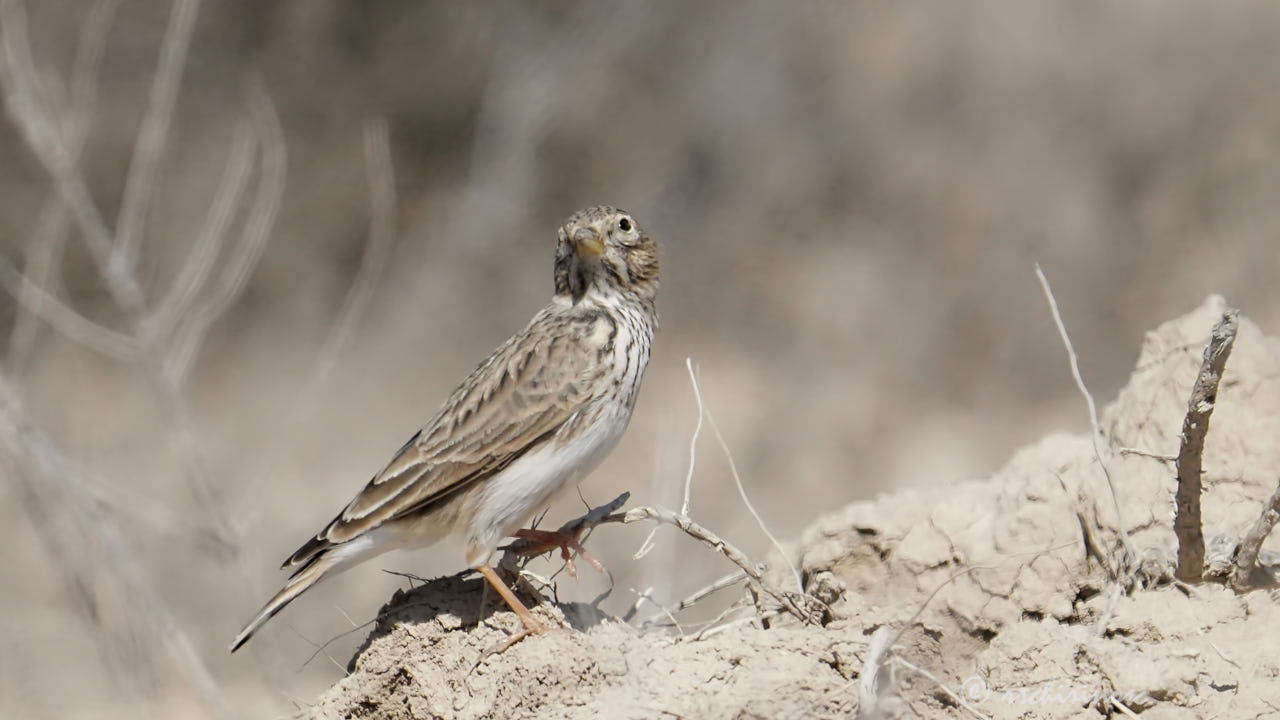 Mediterranean short-toed lark