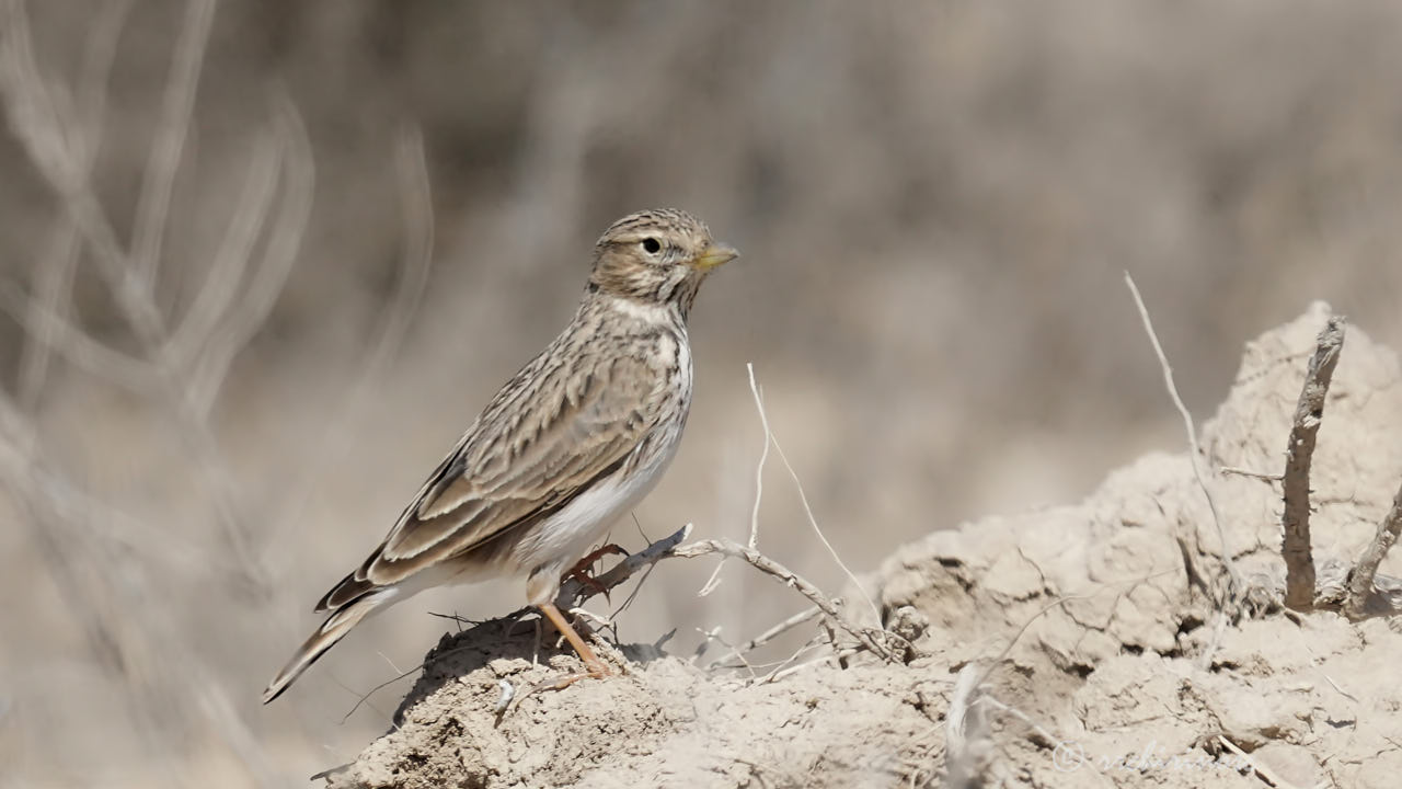 Mediterranean short-toed lark