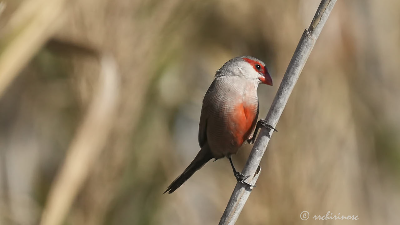 Common waxbill