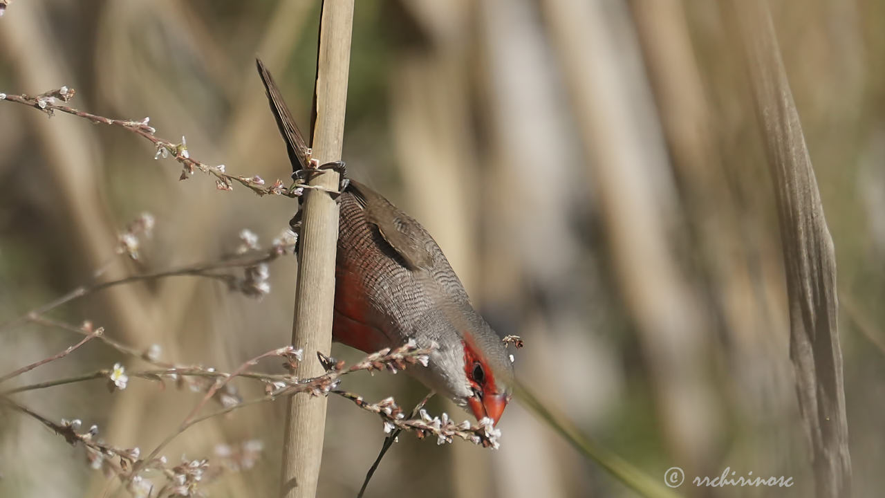 Common waxbill