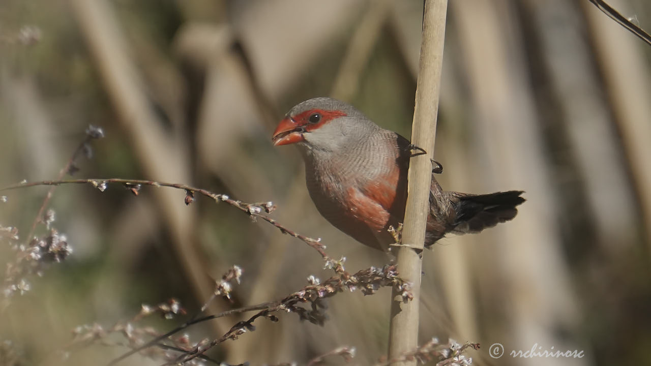 Common waxbill