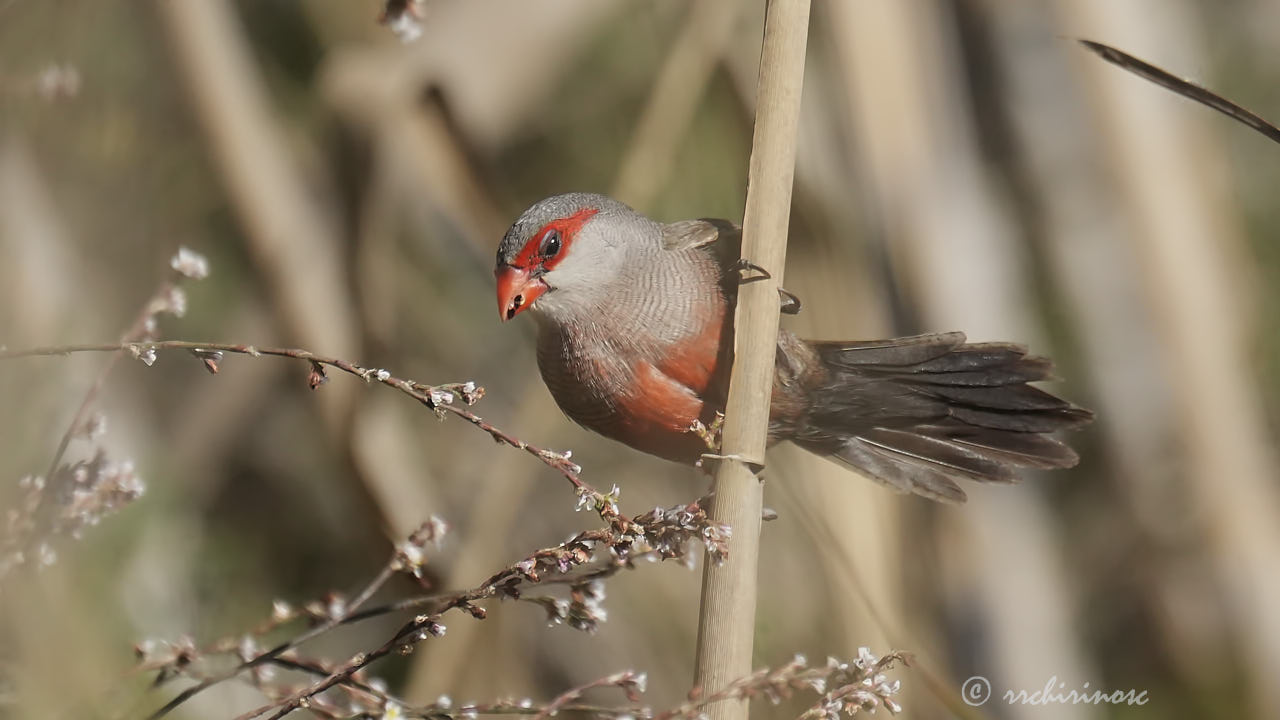 Common waxbill