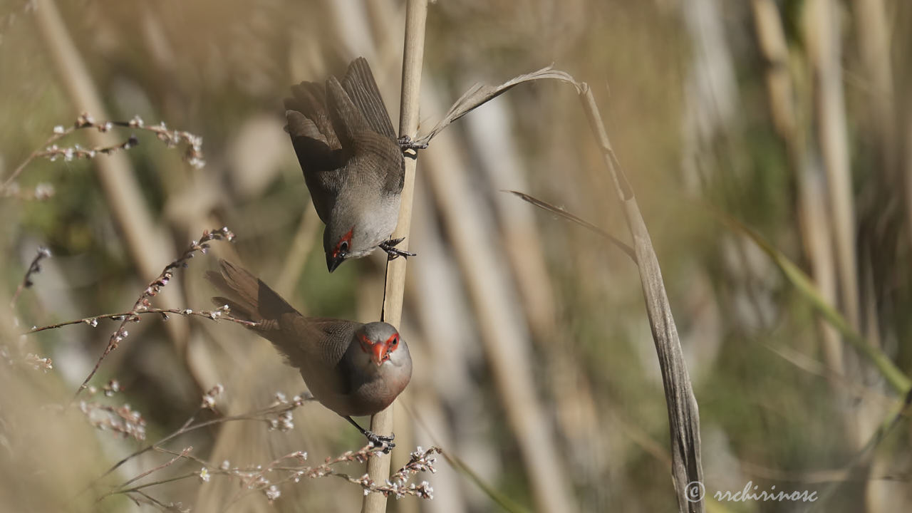 Common waxbill