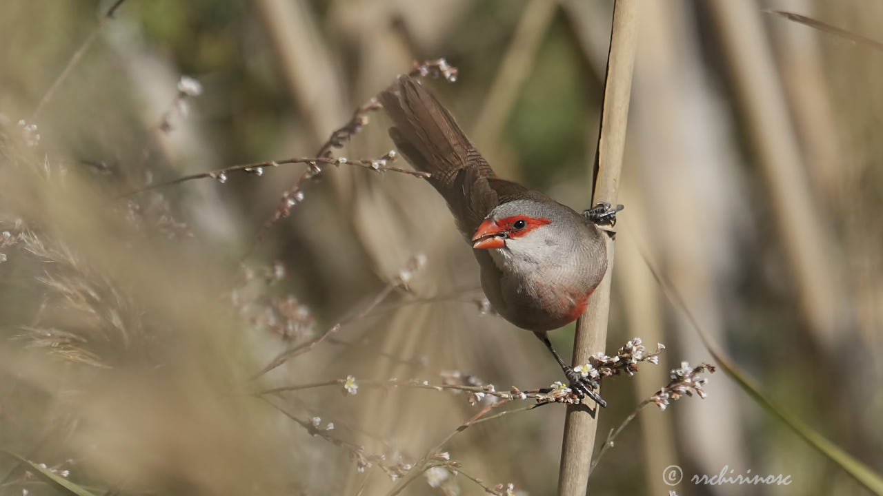 Common waxbill