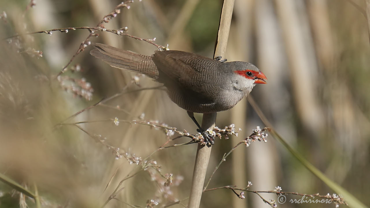 Common waxbill