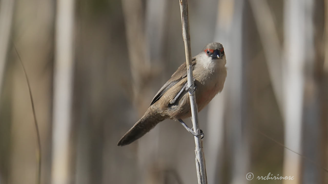 Common waxbill