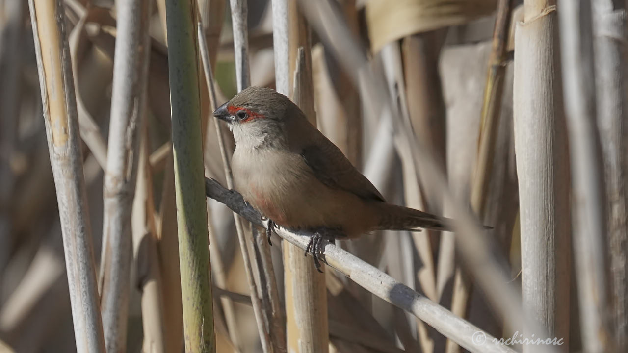 Common waxbill