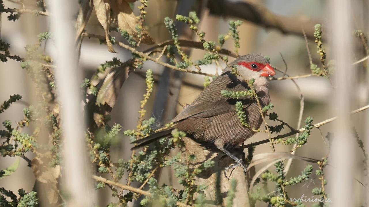 Common waxbill