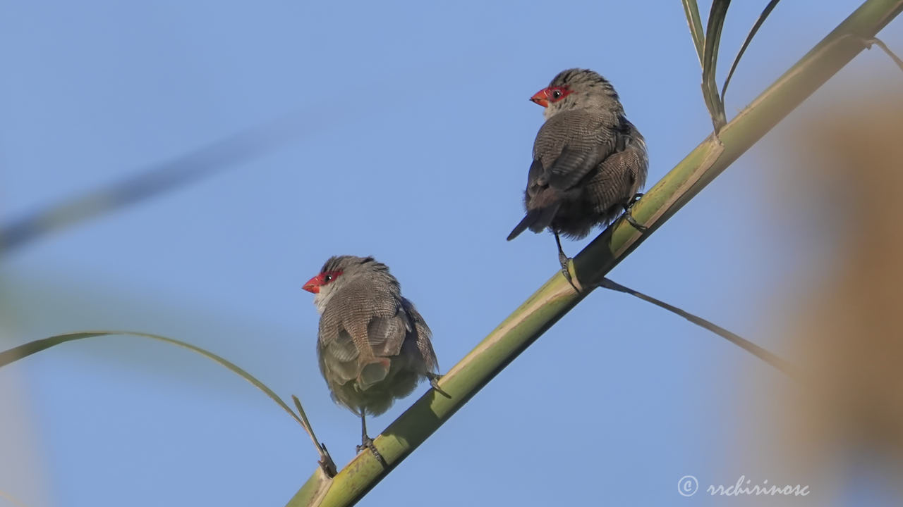 Common waxbill