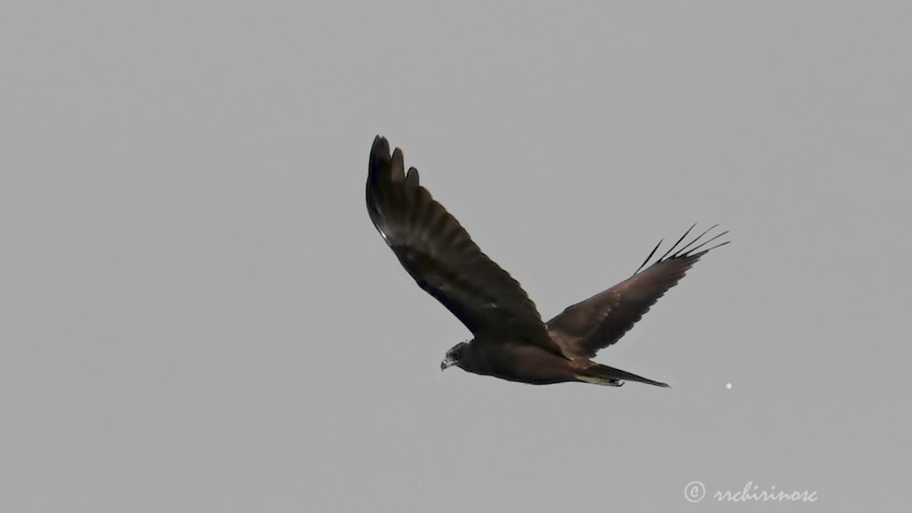 Greater spotted eagle