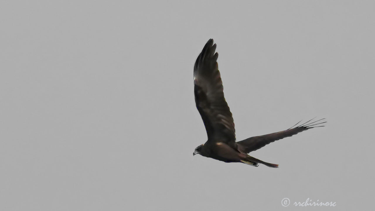 Greater spotted eagle