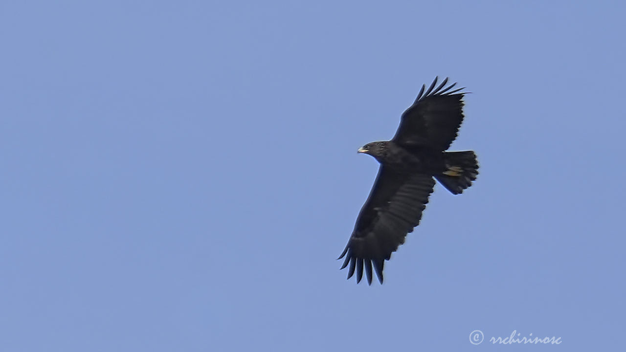 Greater spotted eagle