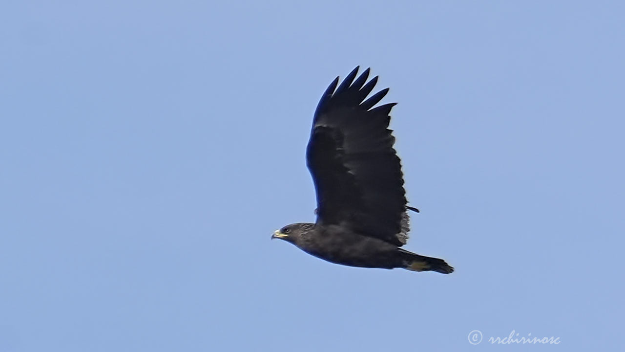 Greater spotted eagle