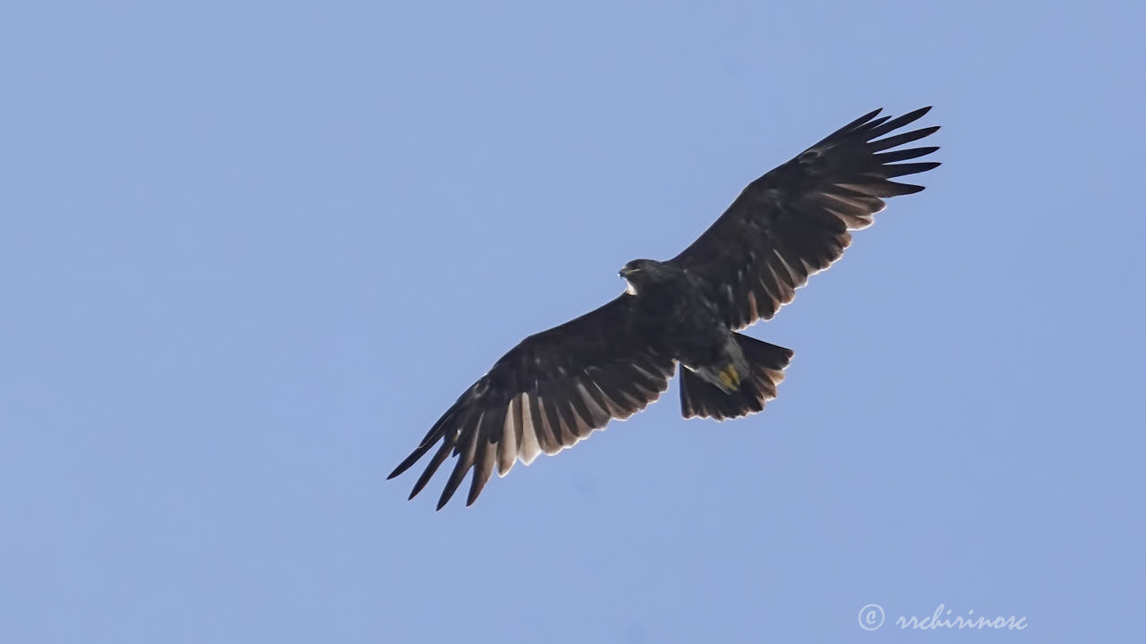Greater spotted eagle