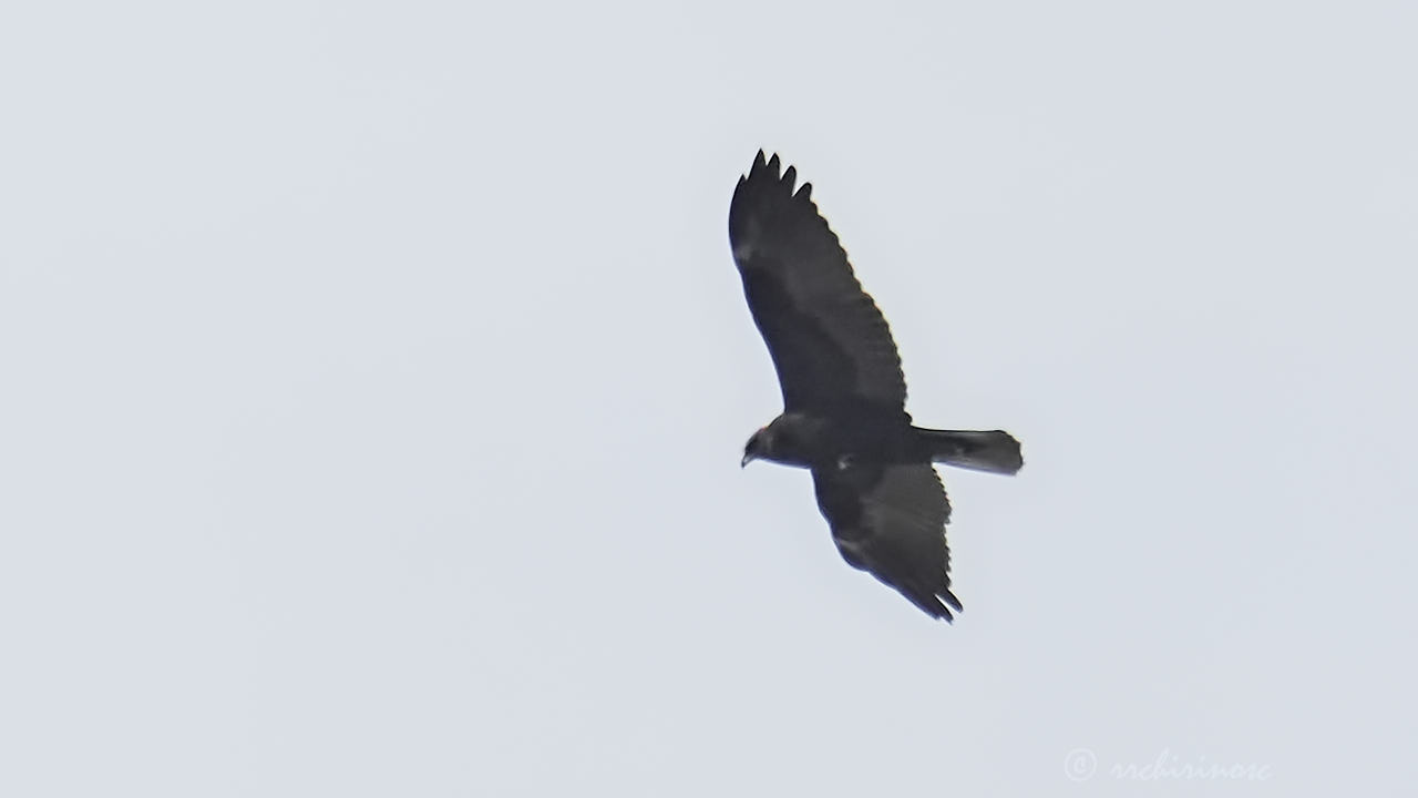 Greater spotted eagle