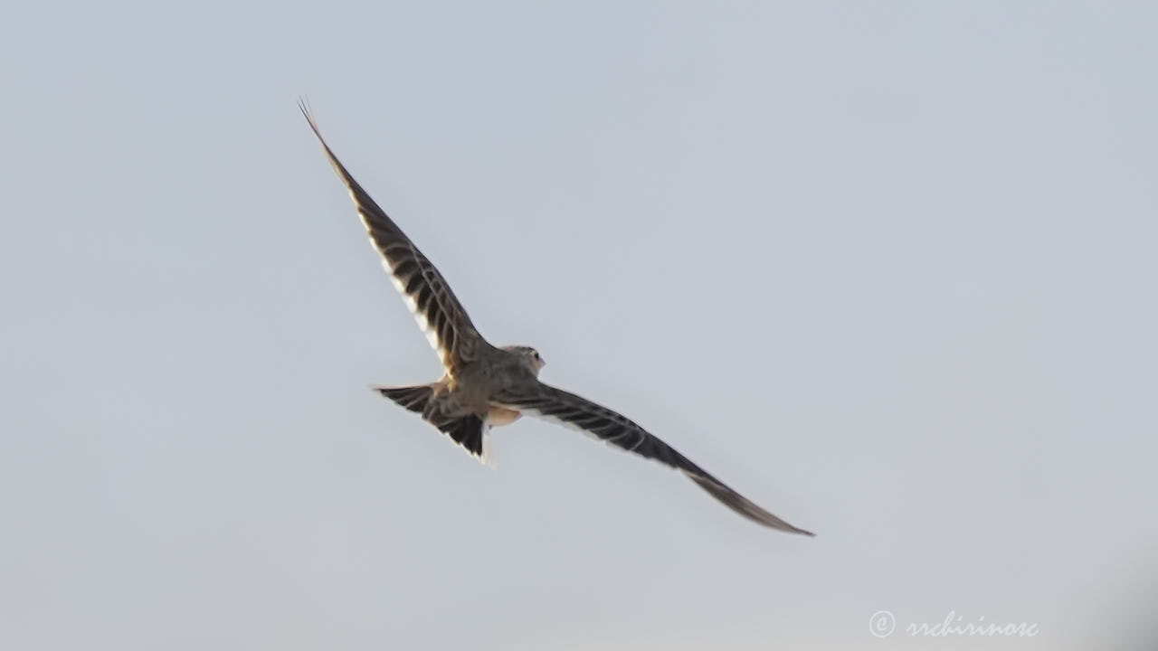 Calandra lark