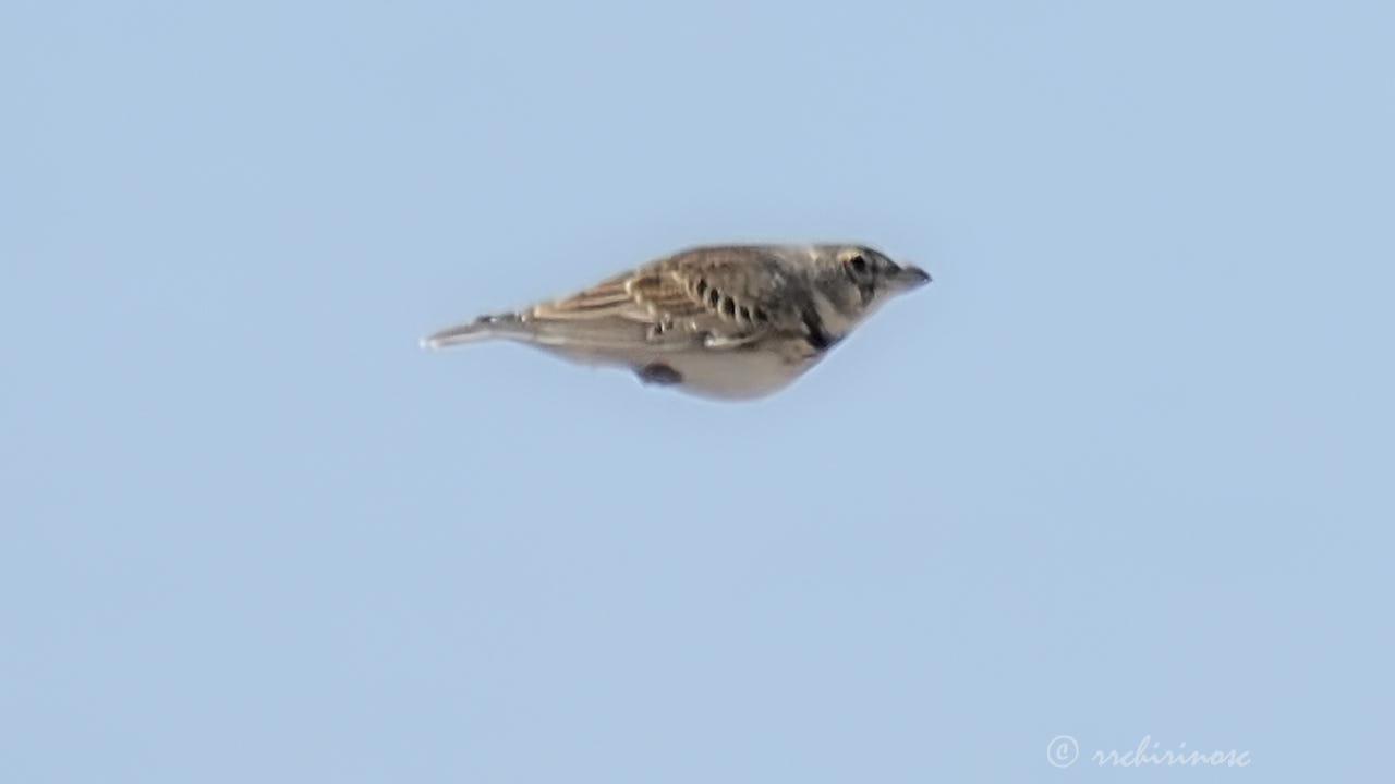 Calandra lark