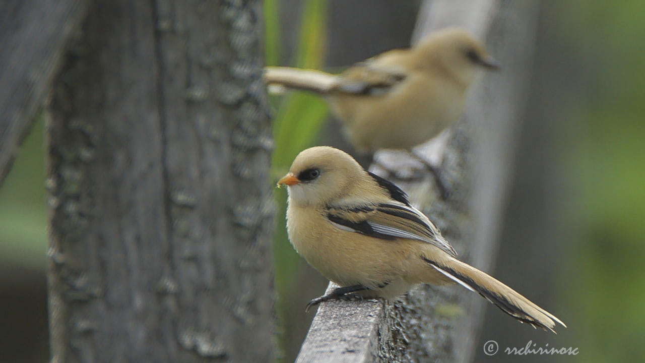 Bearded reedling