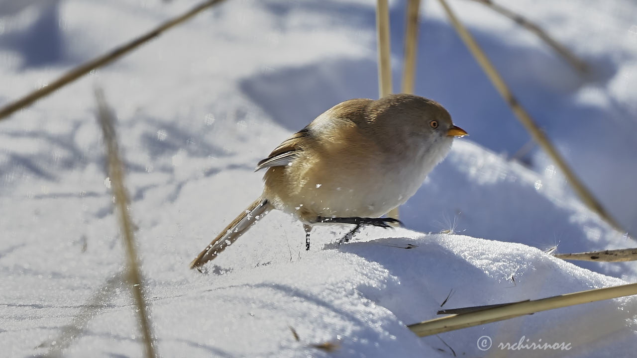 Bearded reedling