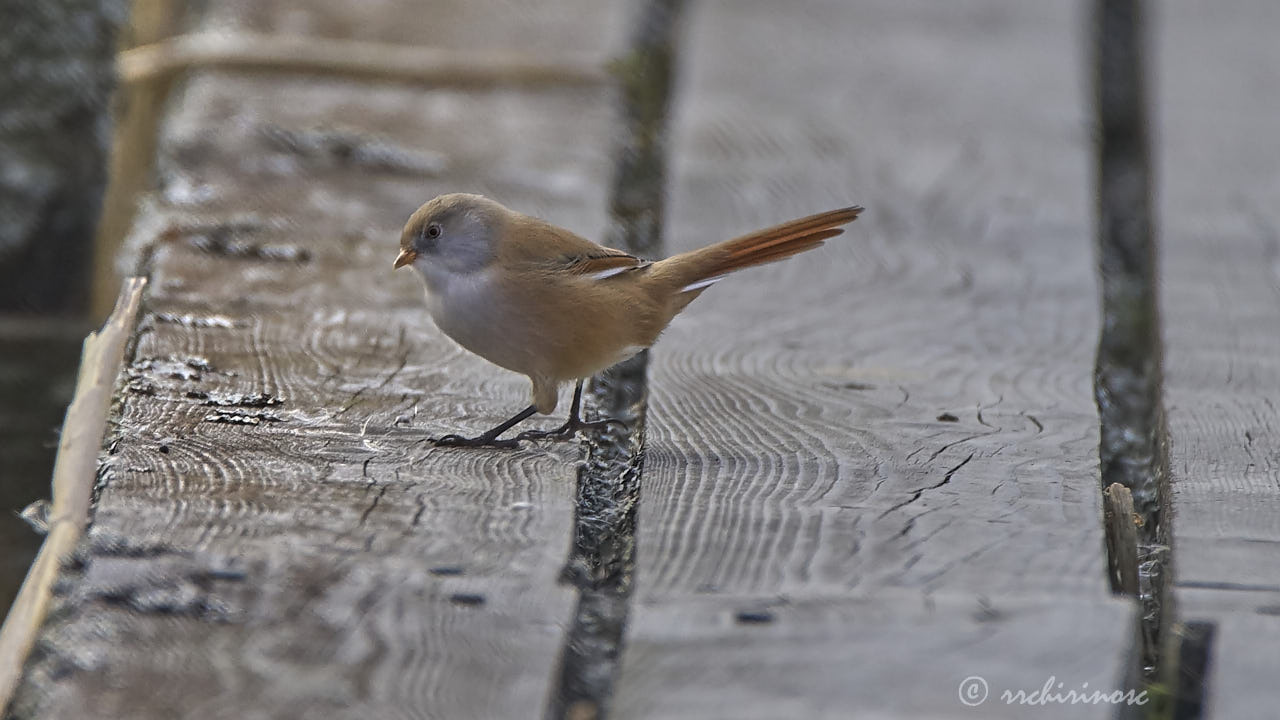 Bearded reedling