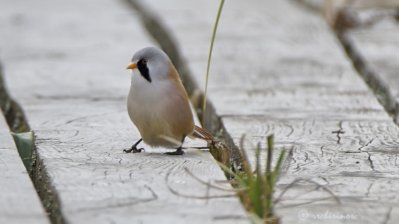 Bearded reedling