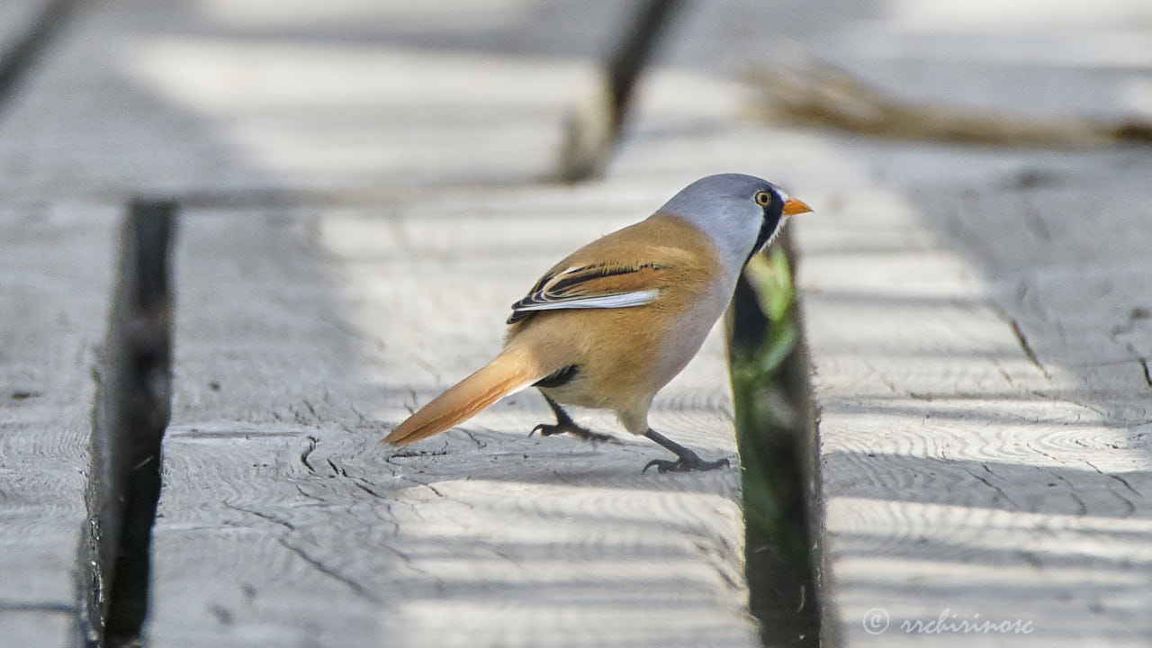 Bearded reedling