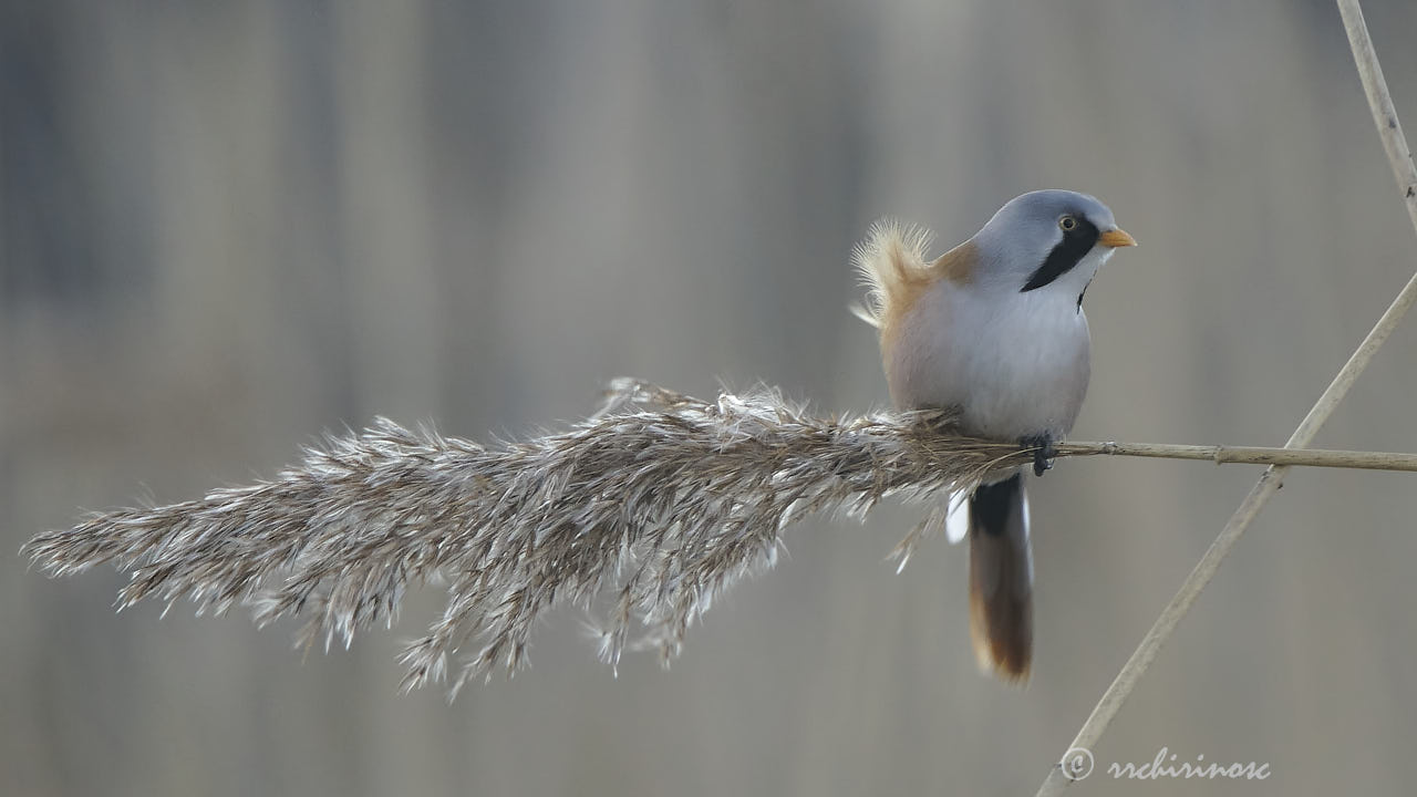 Bearded reedling