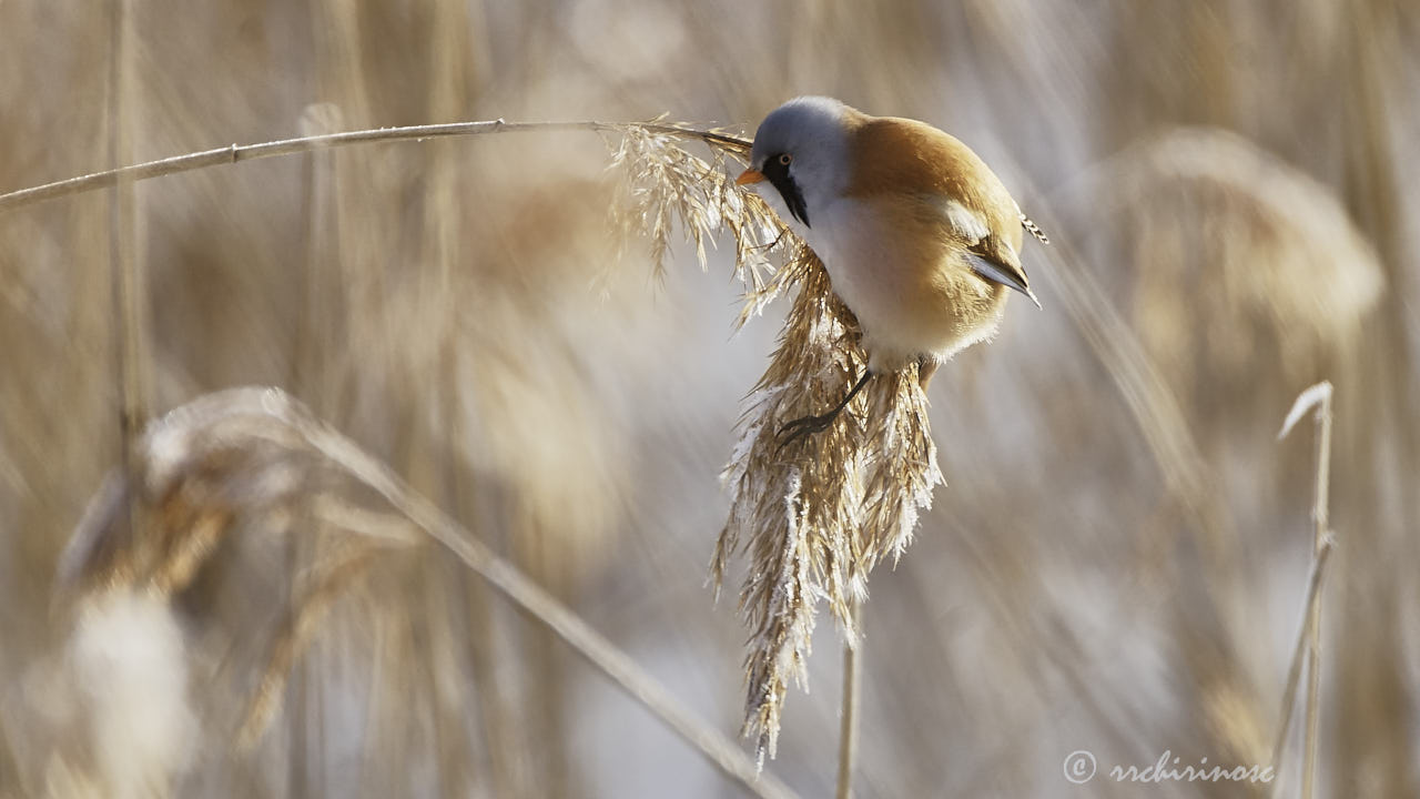 Bearded reedling