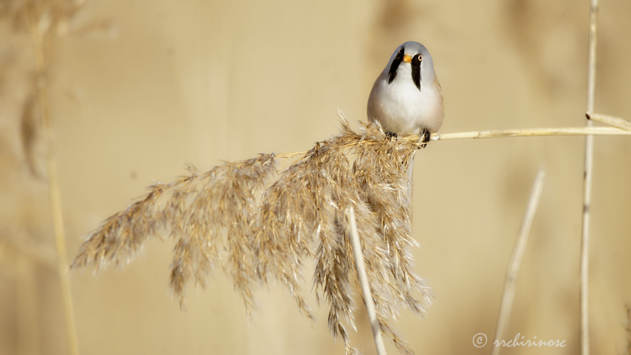 Bearded reedling