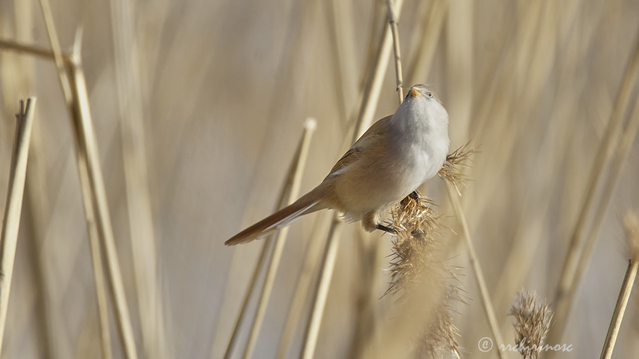 Bearded reedling