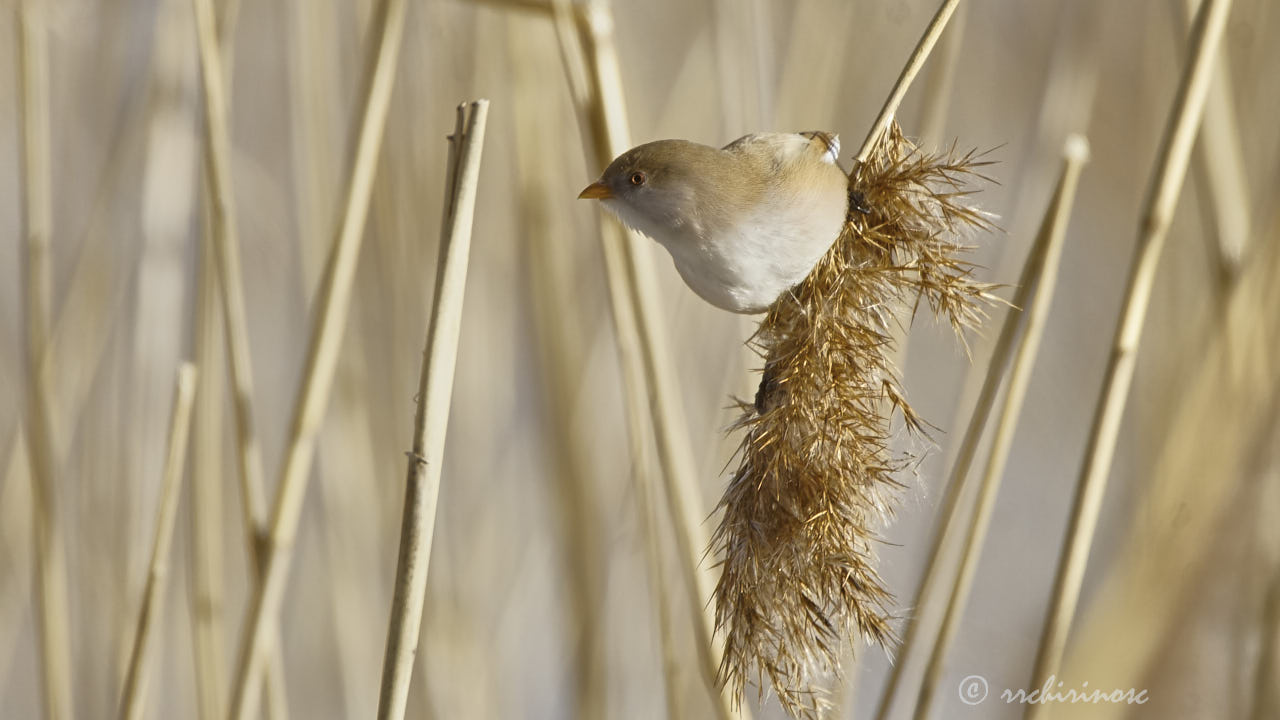 Bearded reedling