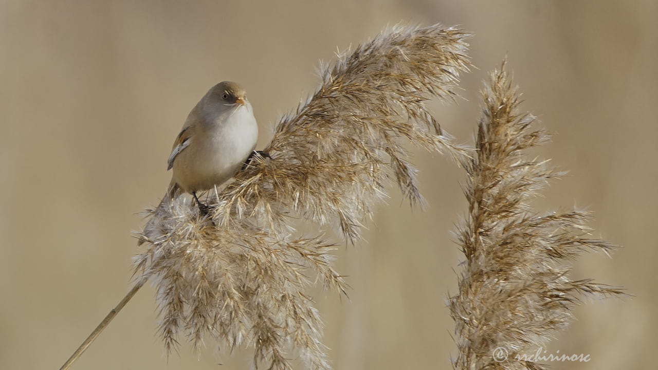 Bearded reedling