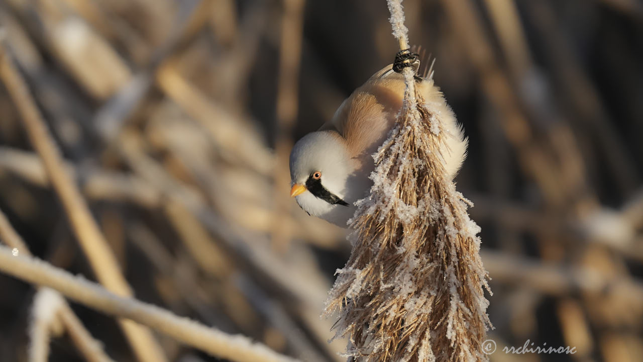 Bearded reedling