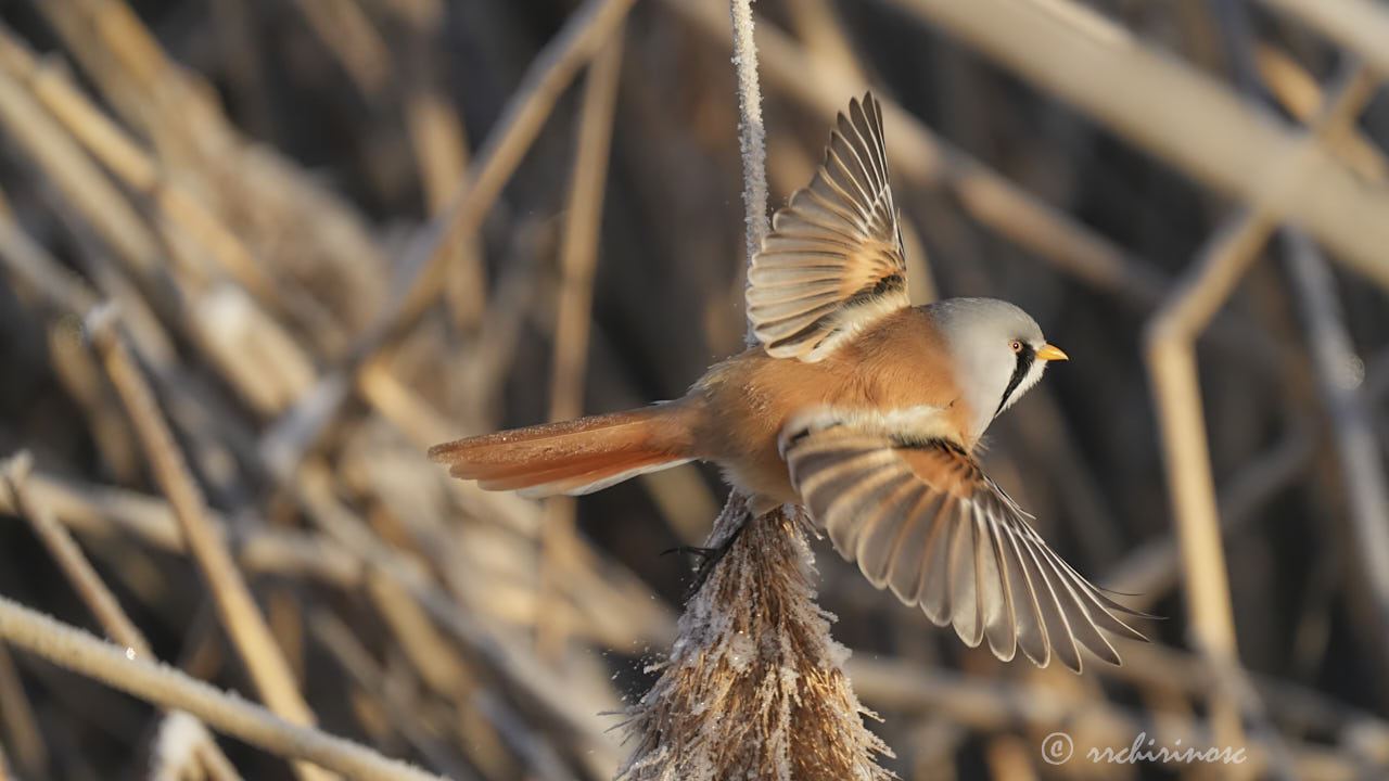 Bearded reedling