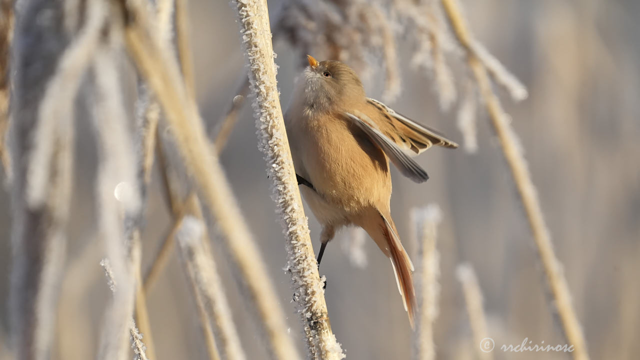 Bearded reedling