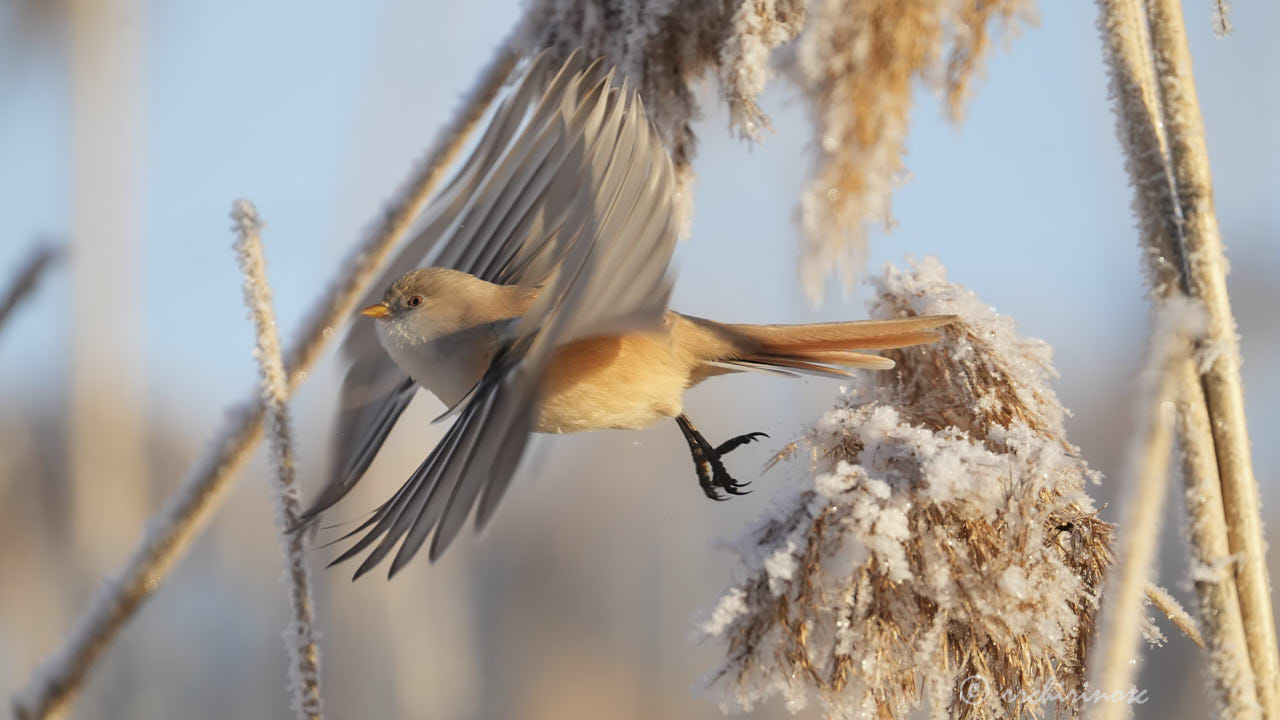 Bearded reedling