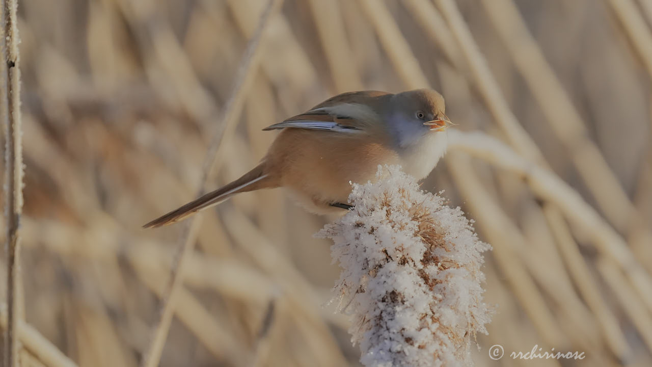 Bearded reedling