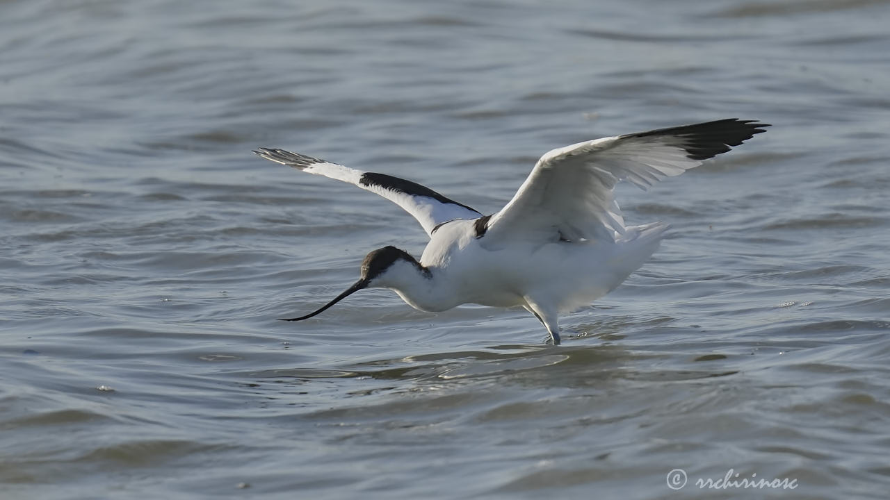 Pied avocet