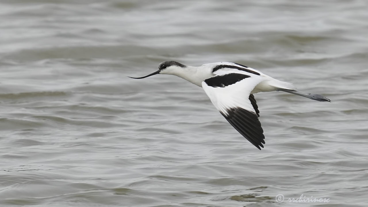 Pied avocet