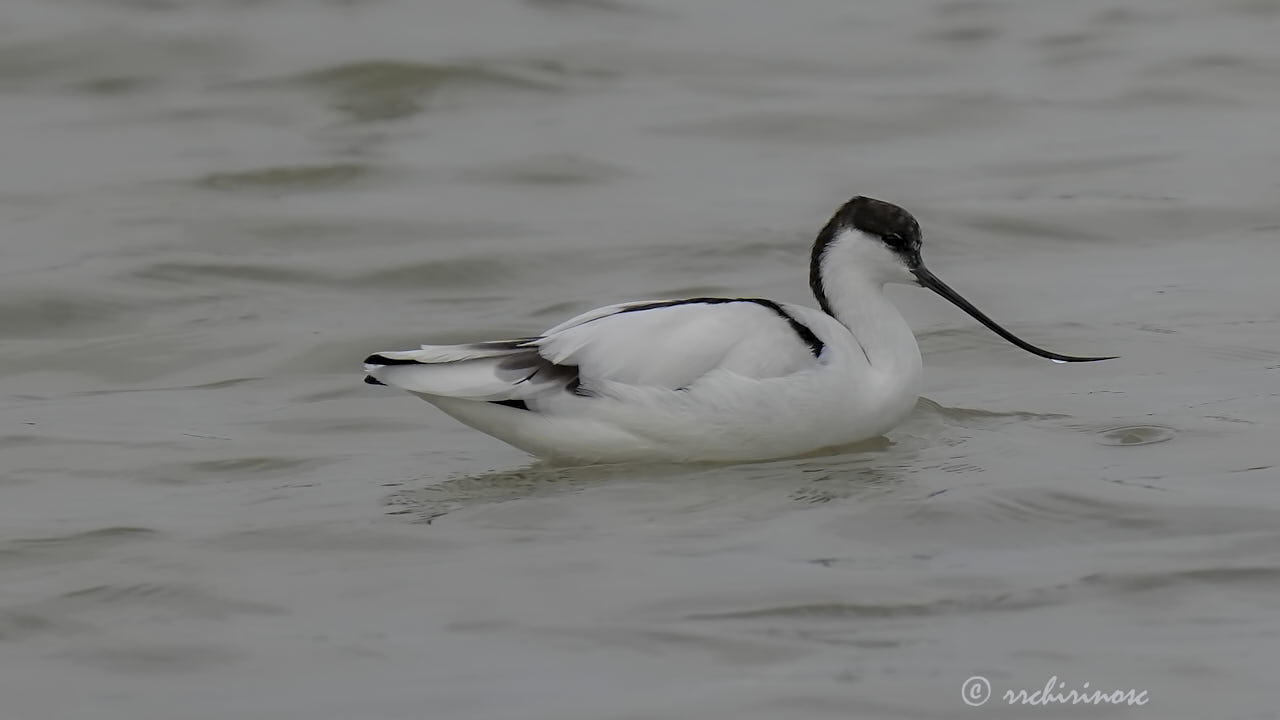 Pied avocet