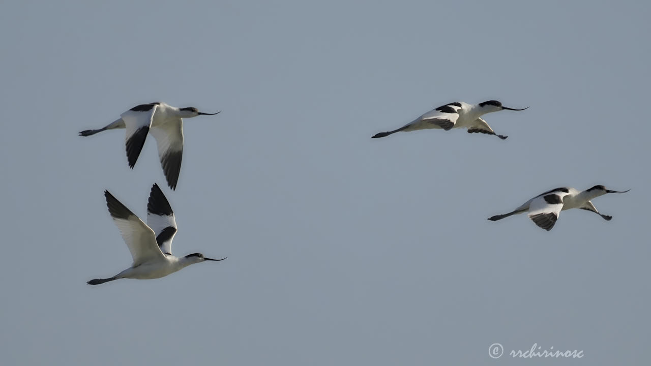 Pied avocet