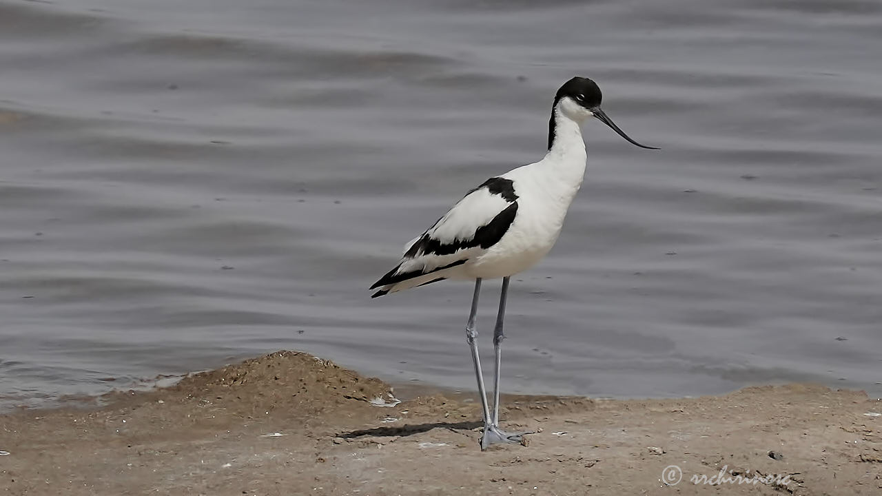 Pied avocet