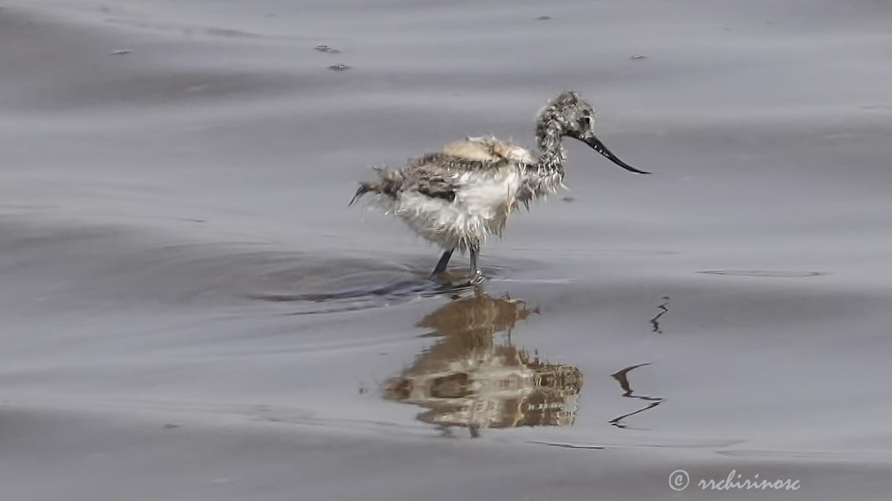 Pied avocet