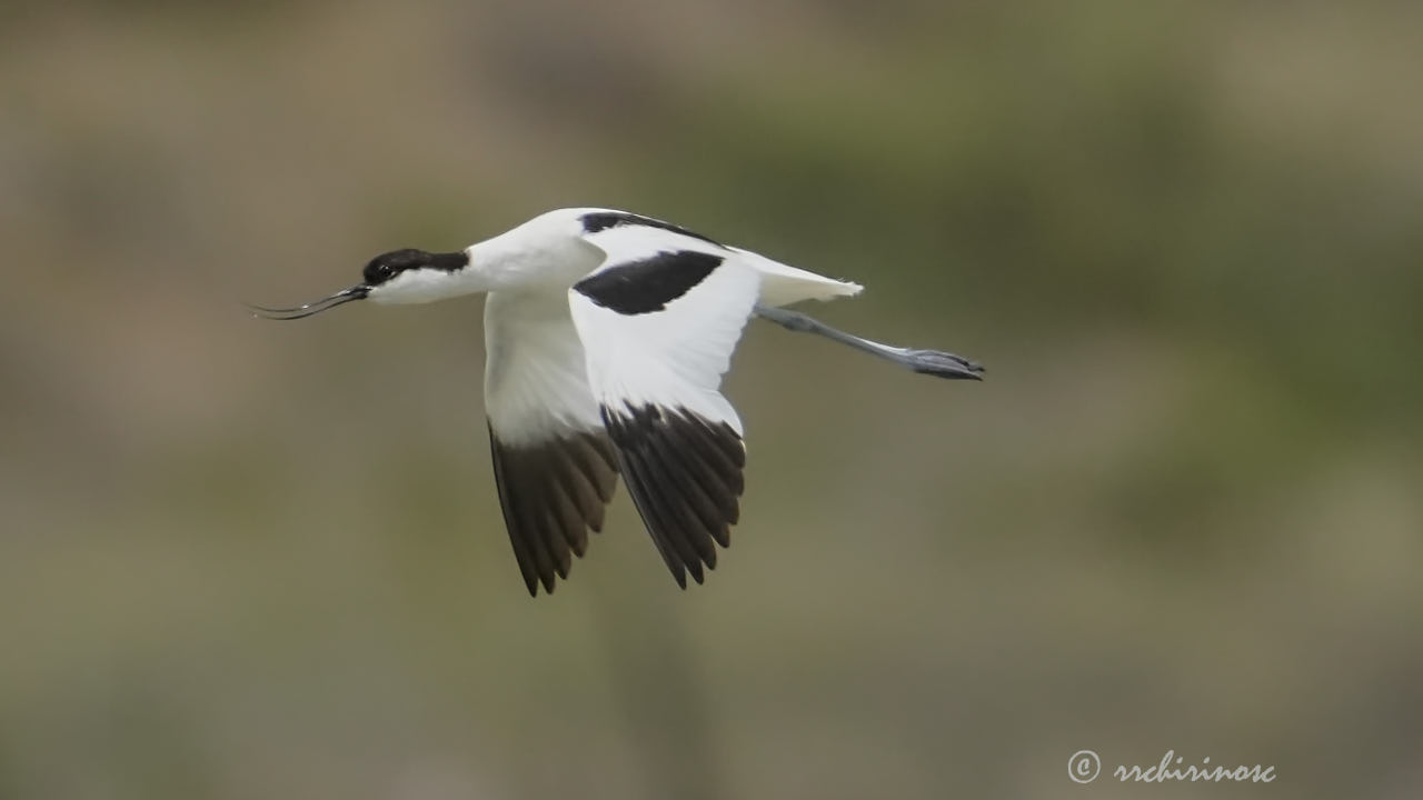 Pied avocet