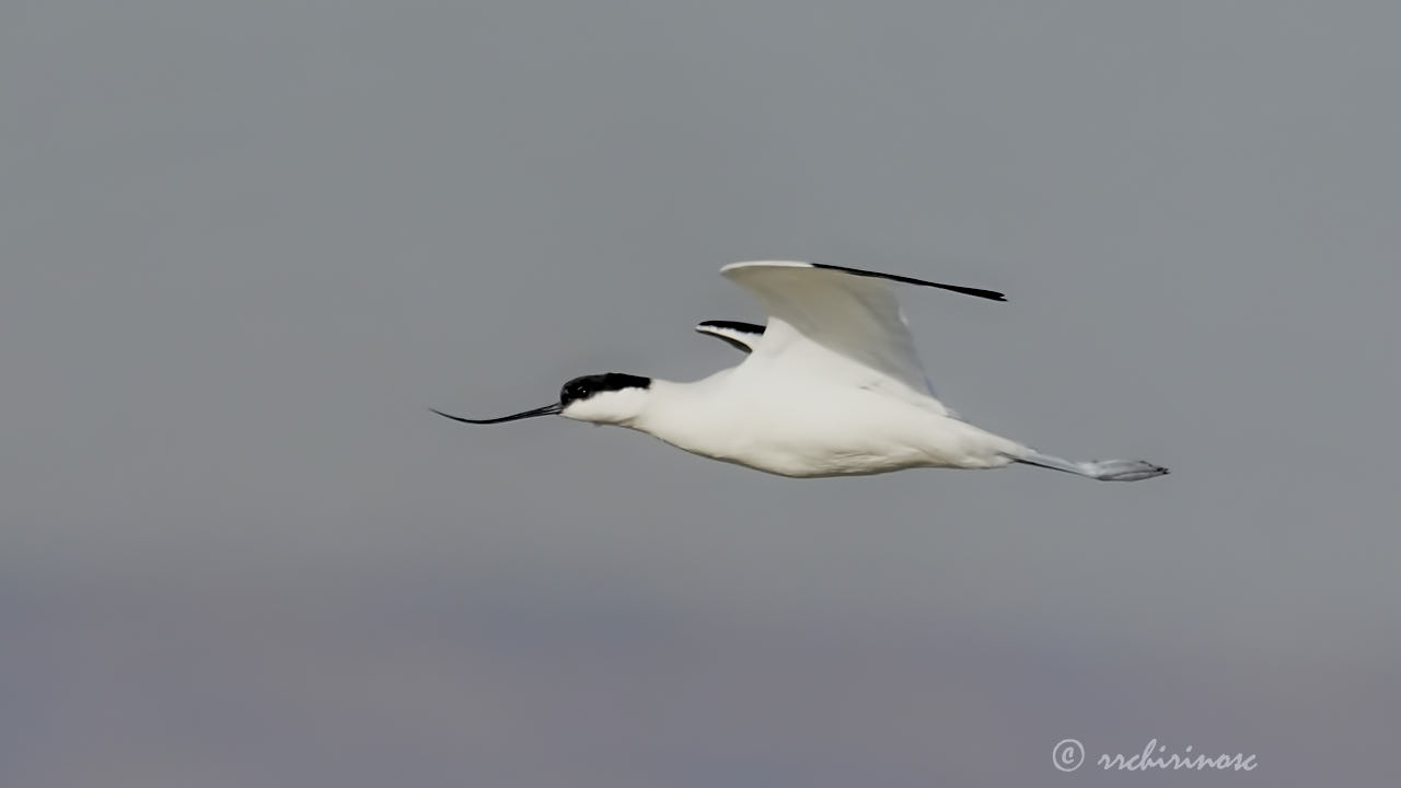 Pied avocet